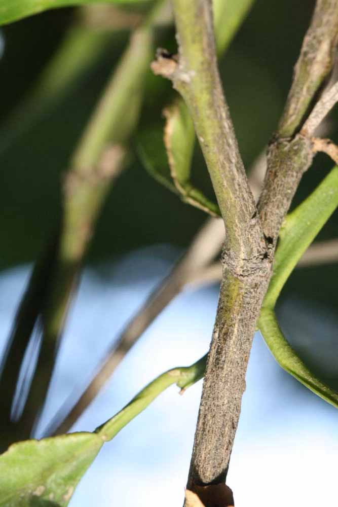              Second - third year twig (Riverside, CA)       